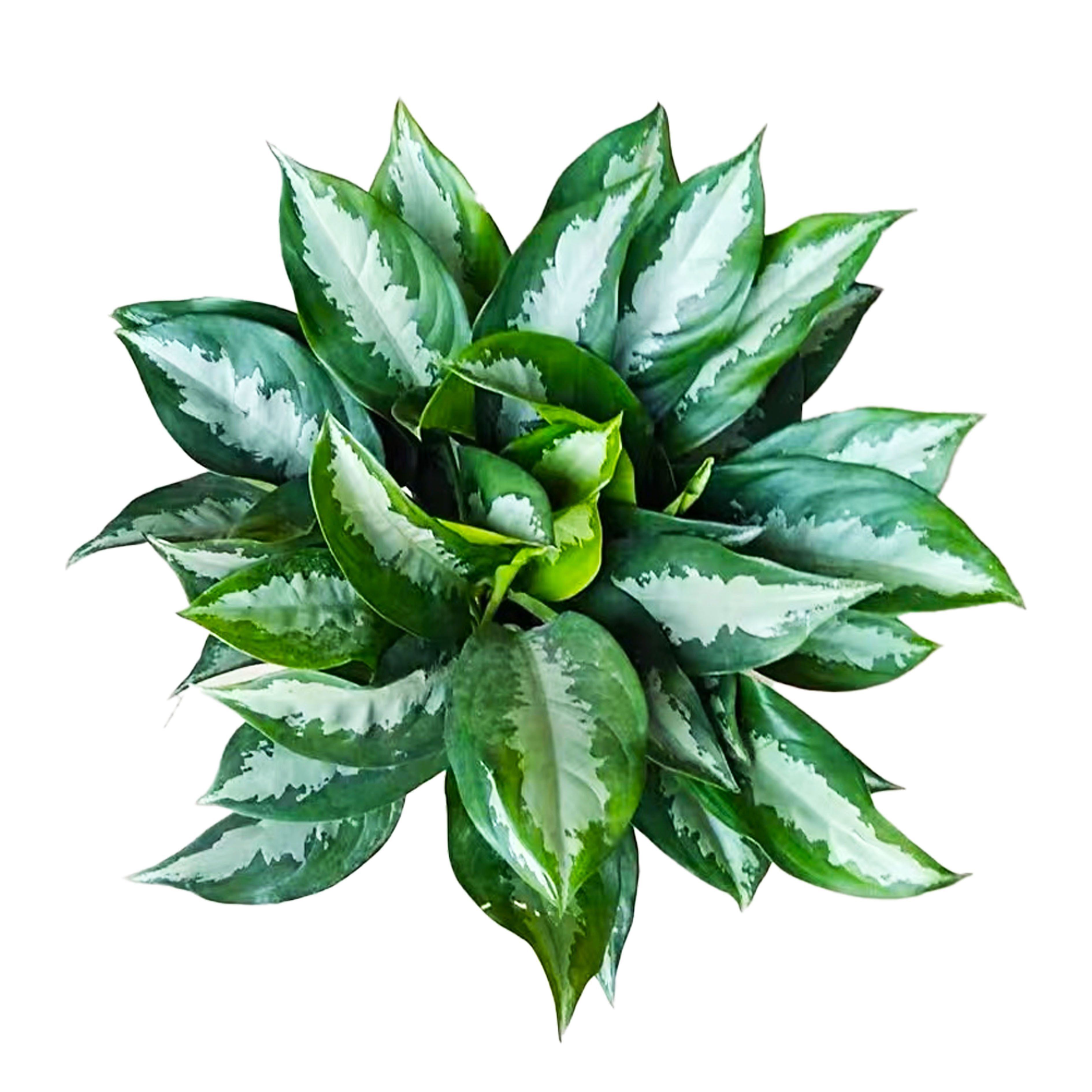 雅丽皇后