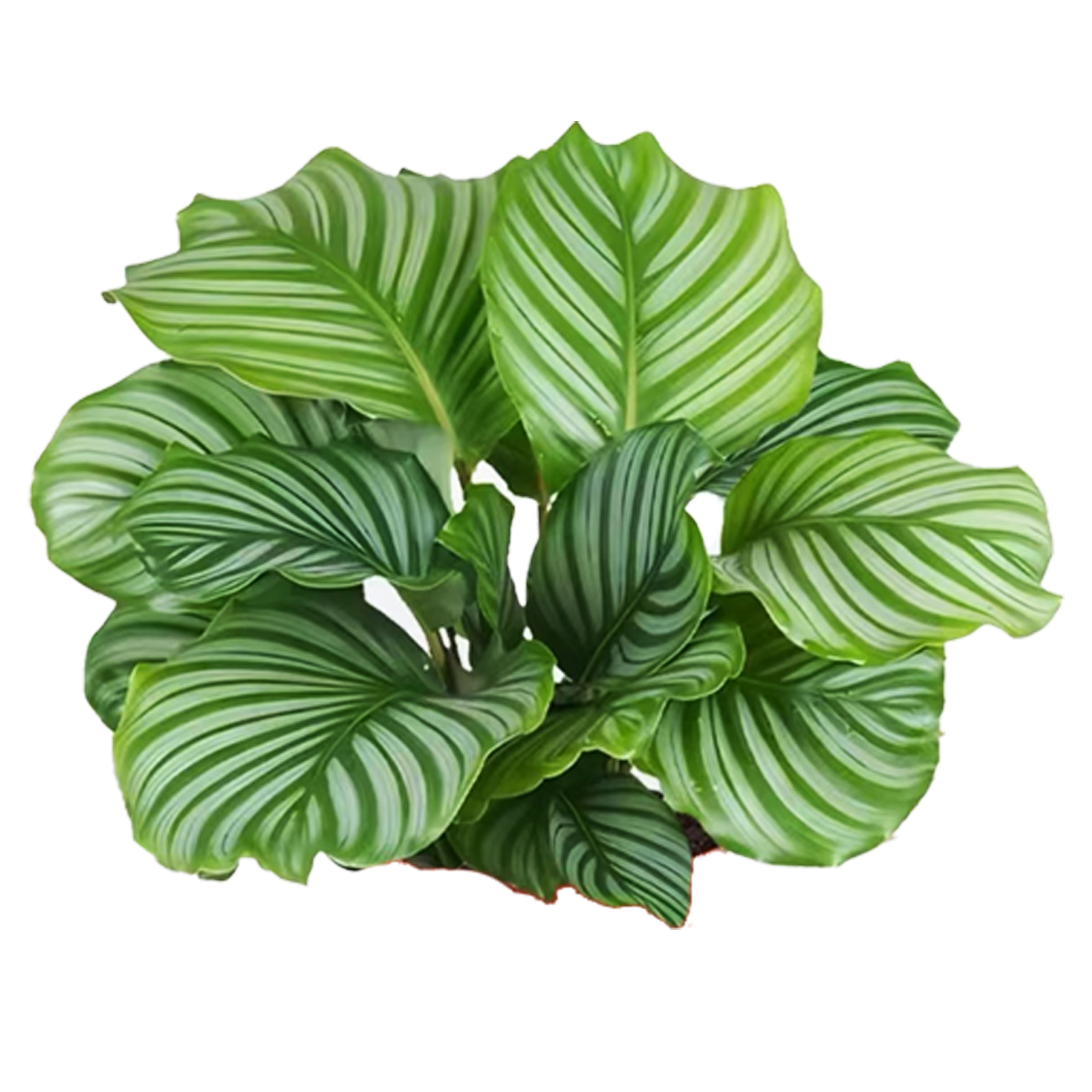青苹果竹芋