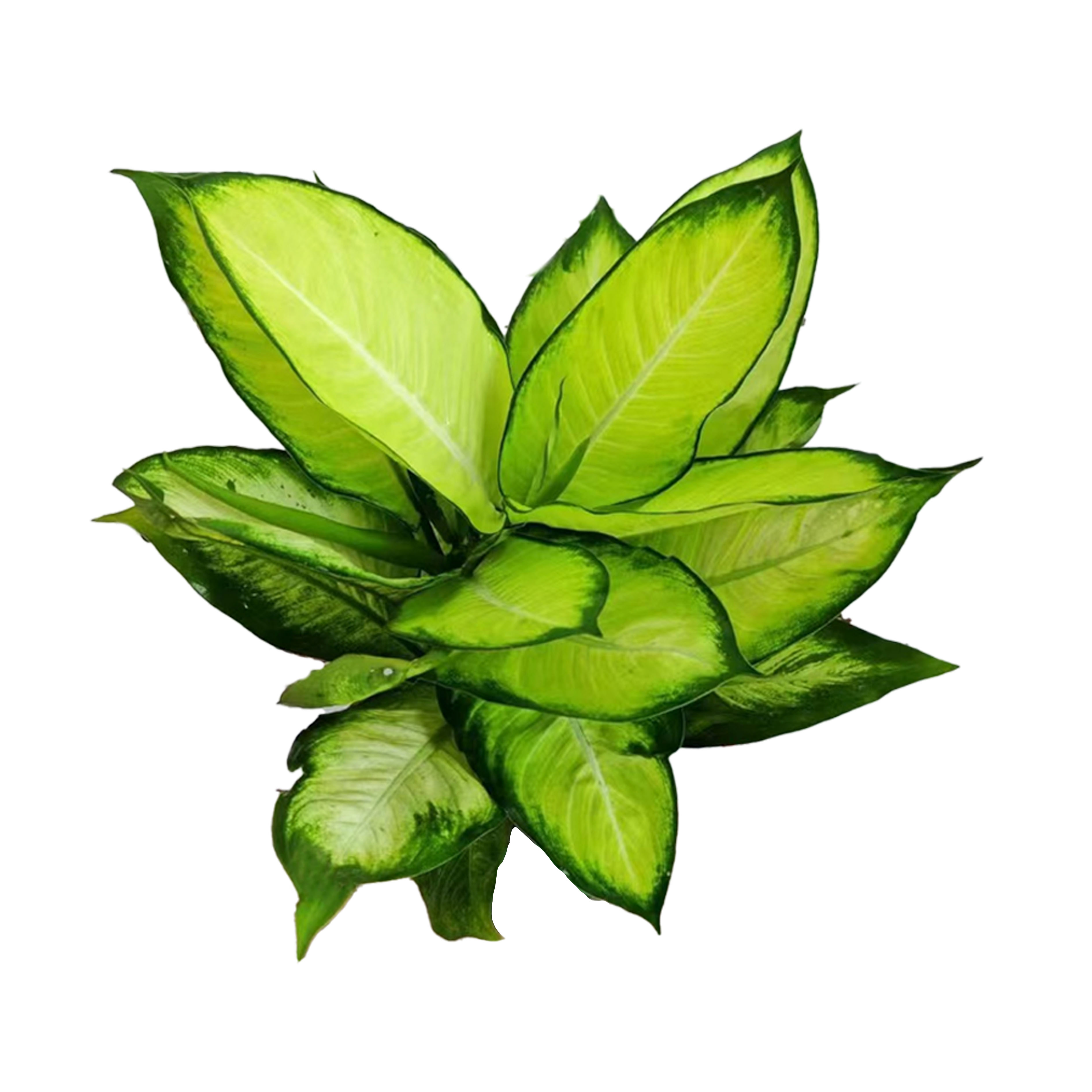万年青玛丽安