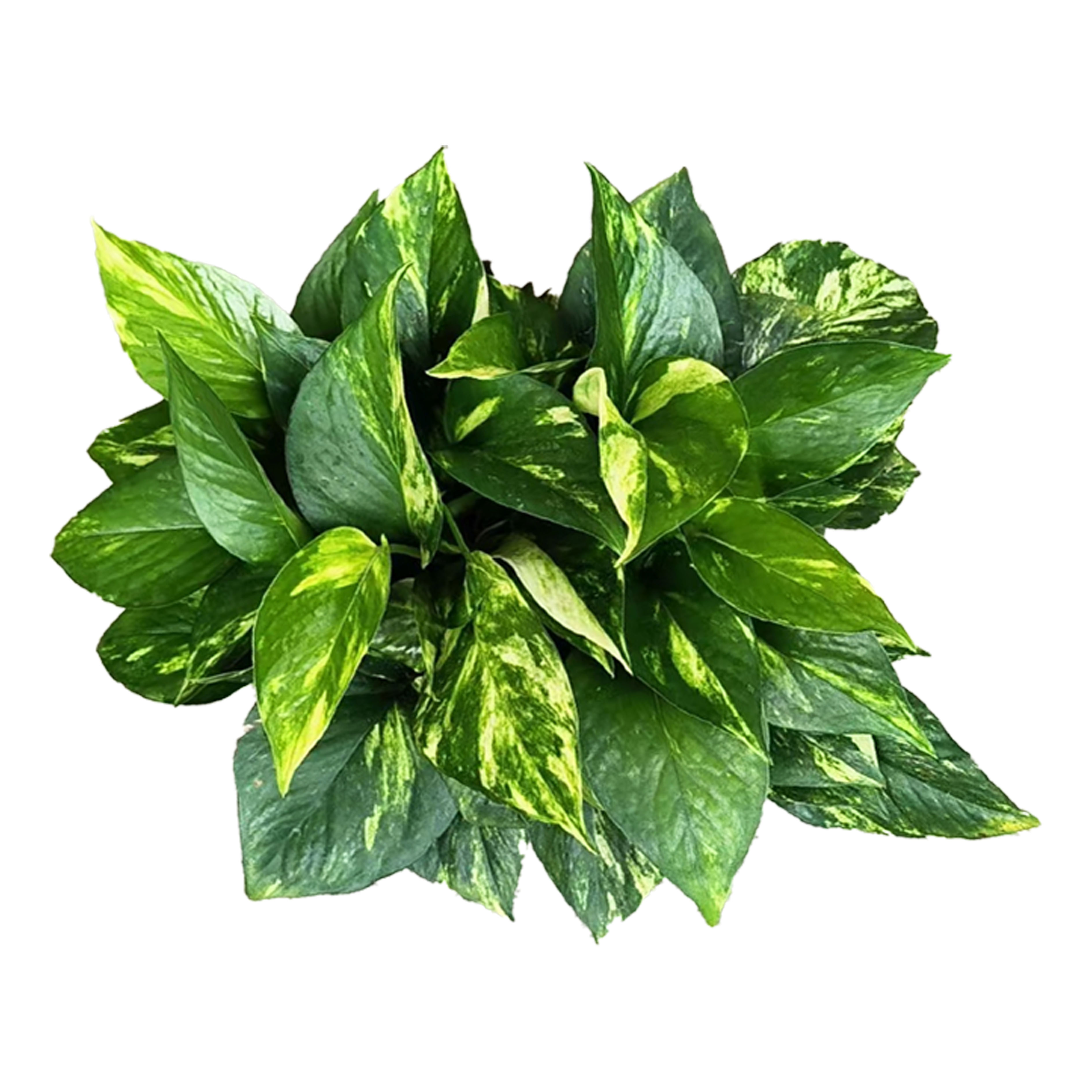 花叶绿萝
