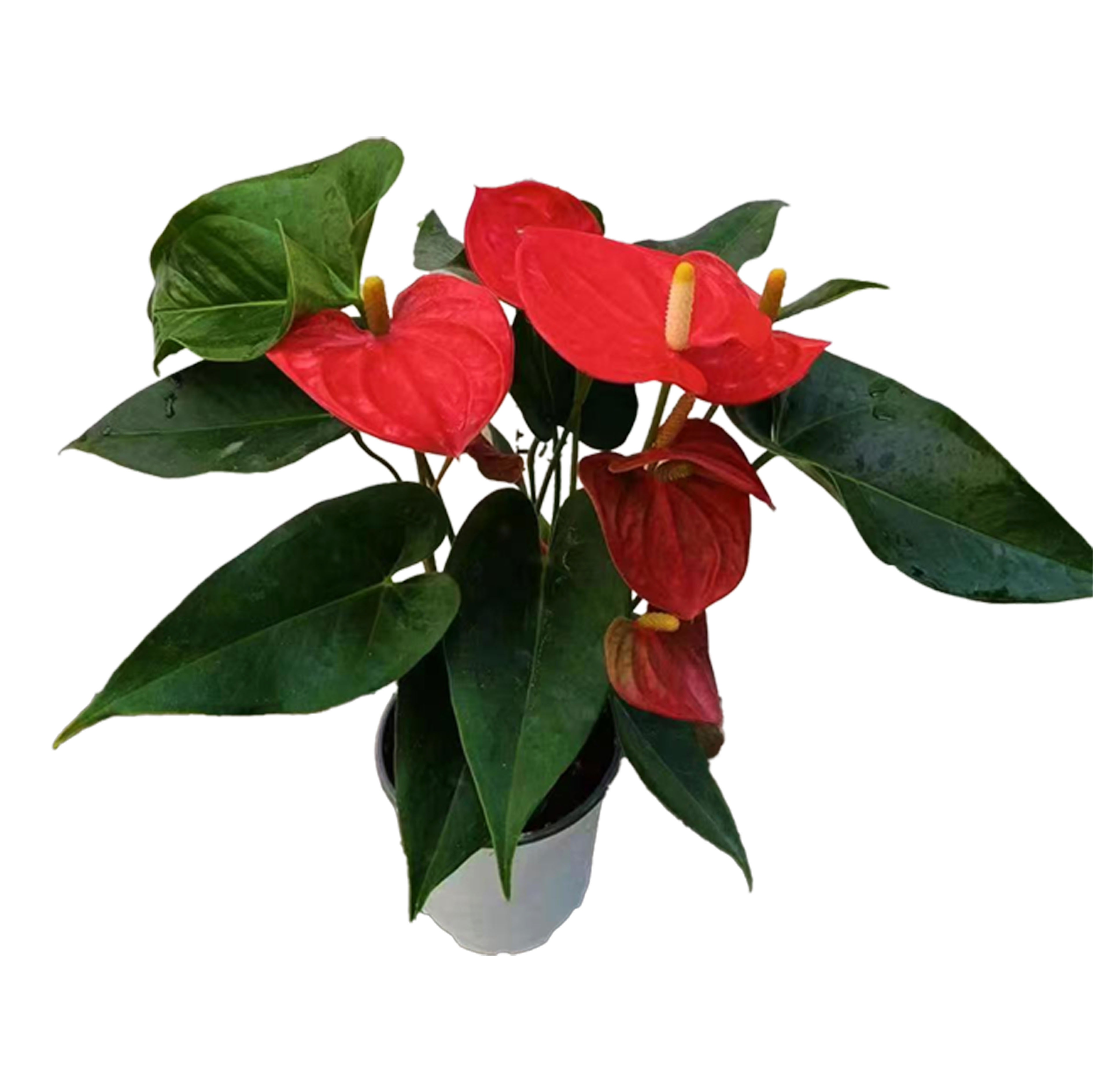 花烛红掌