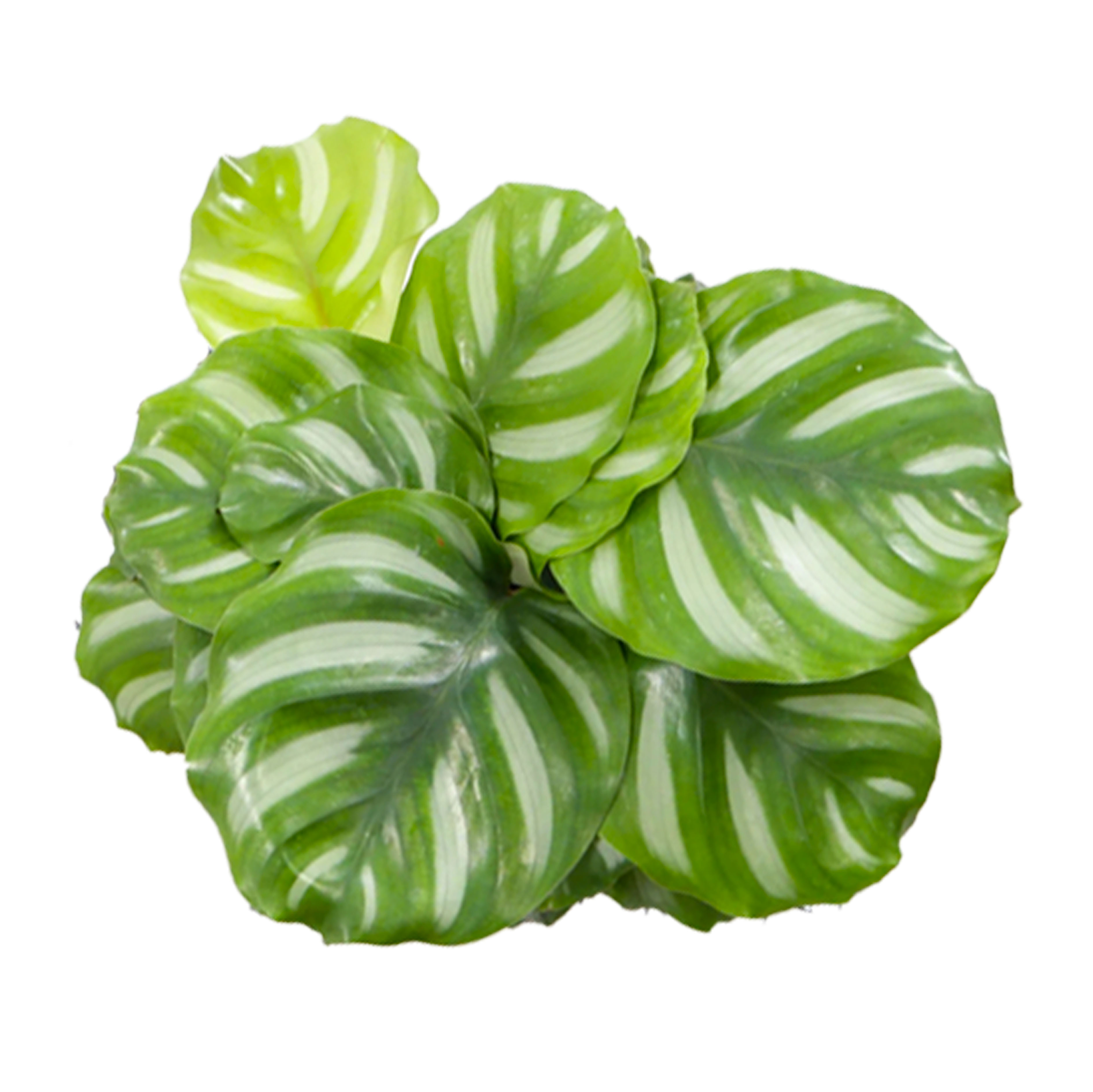 彩苹果竹芋