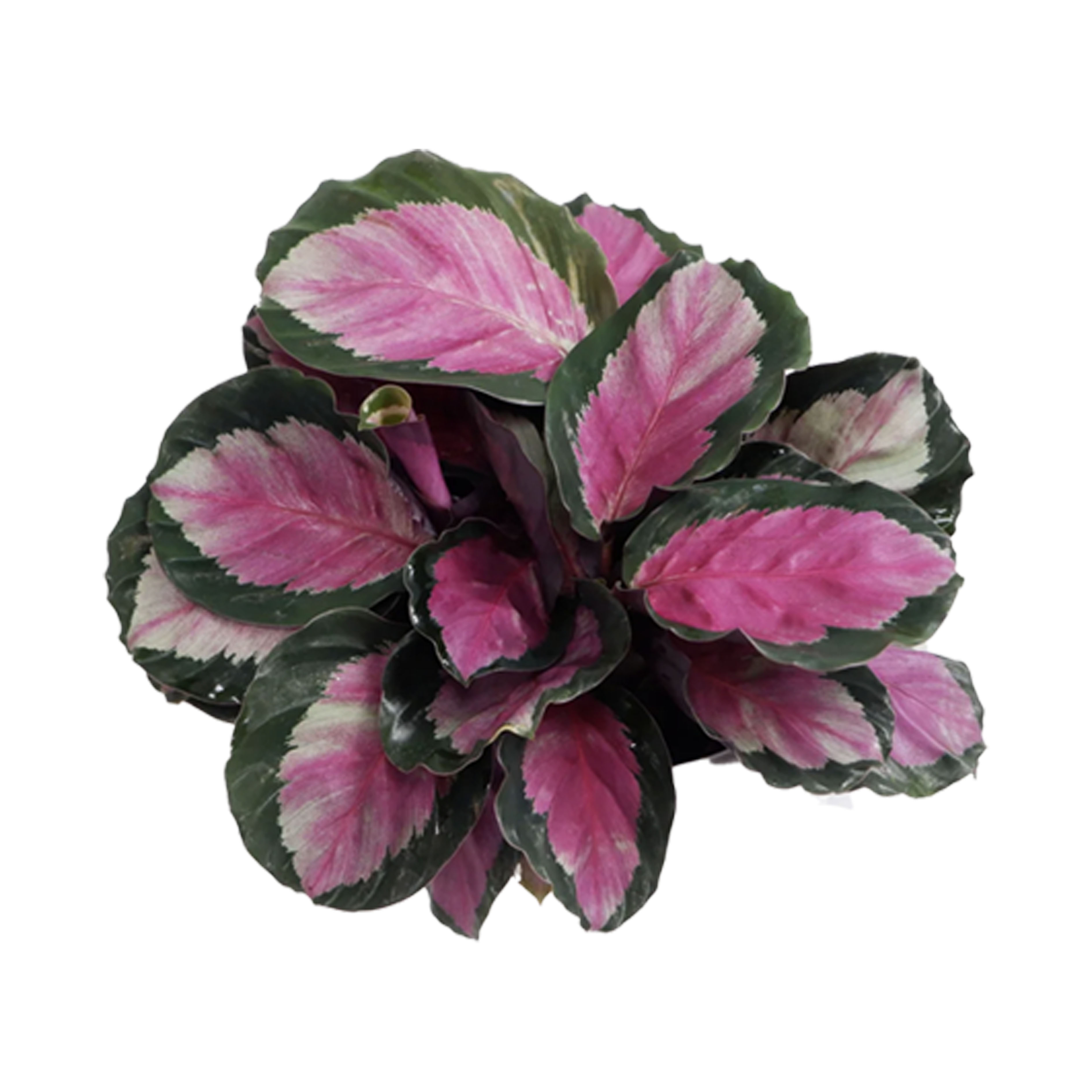玫瑰竹芋