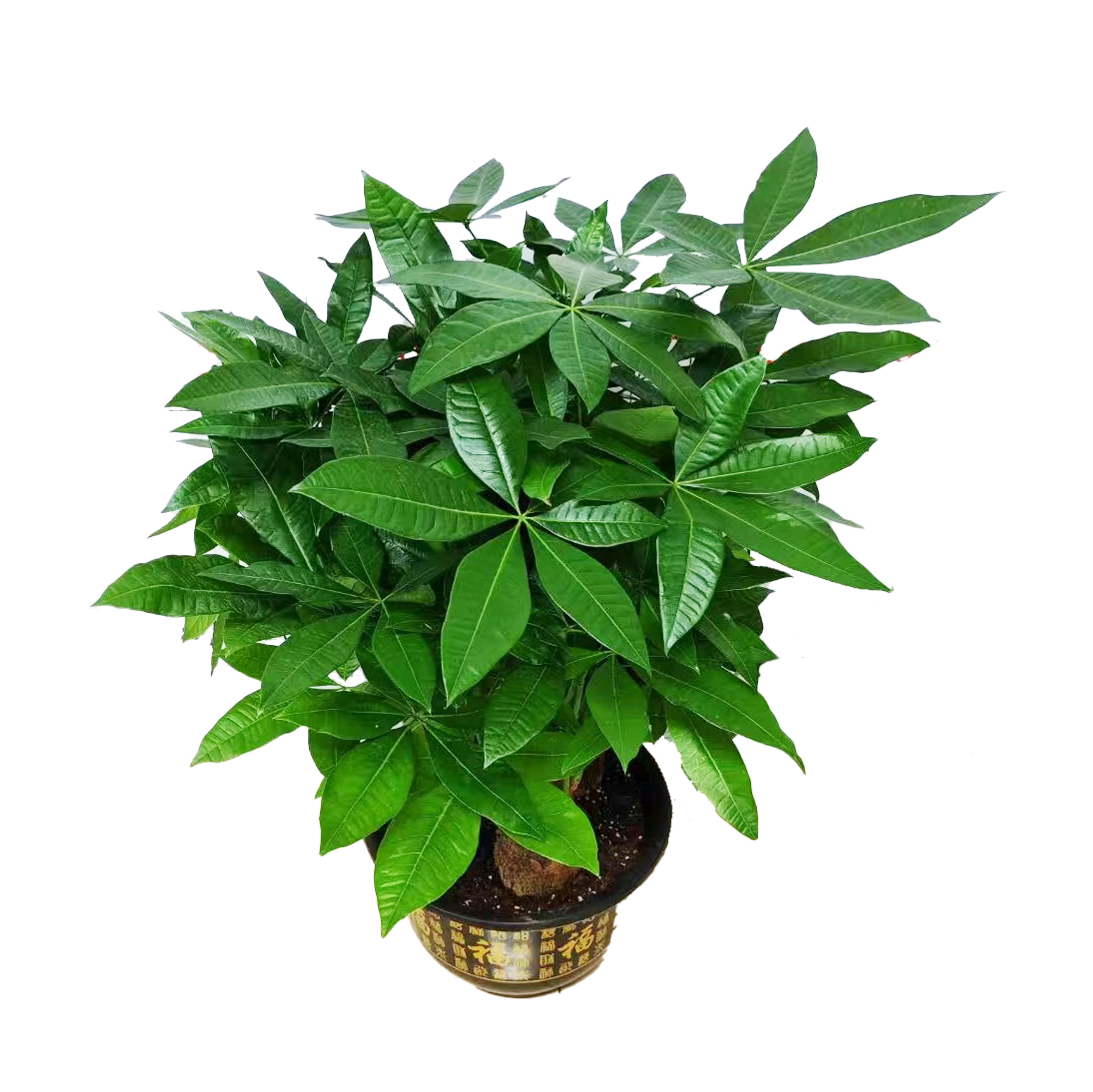 发财树