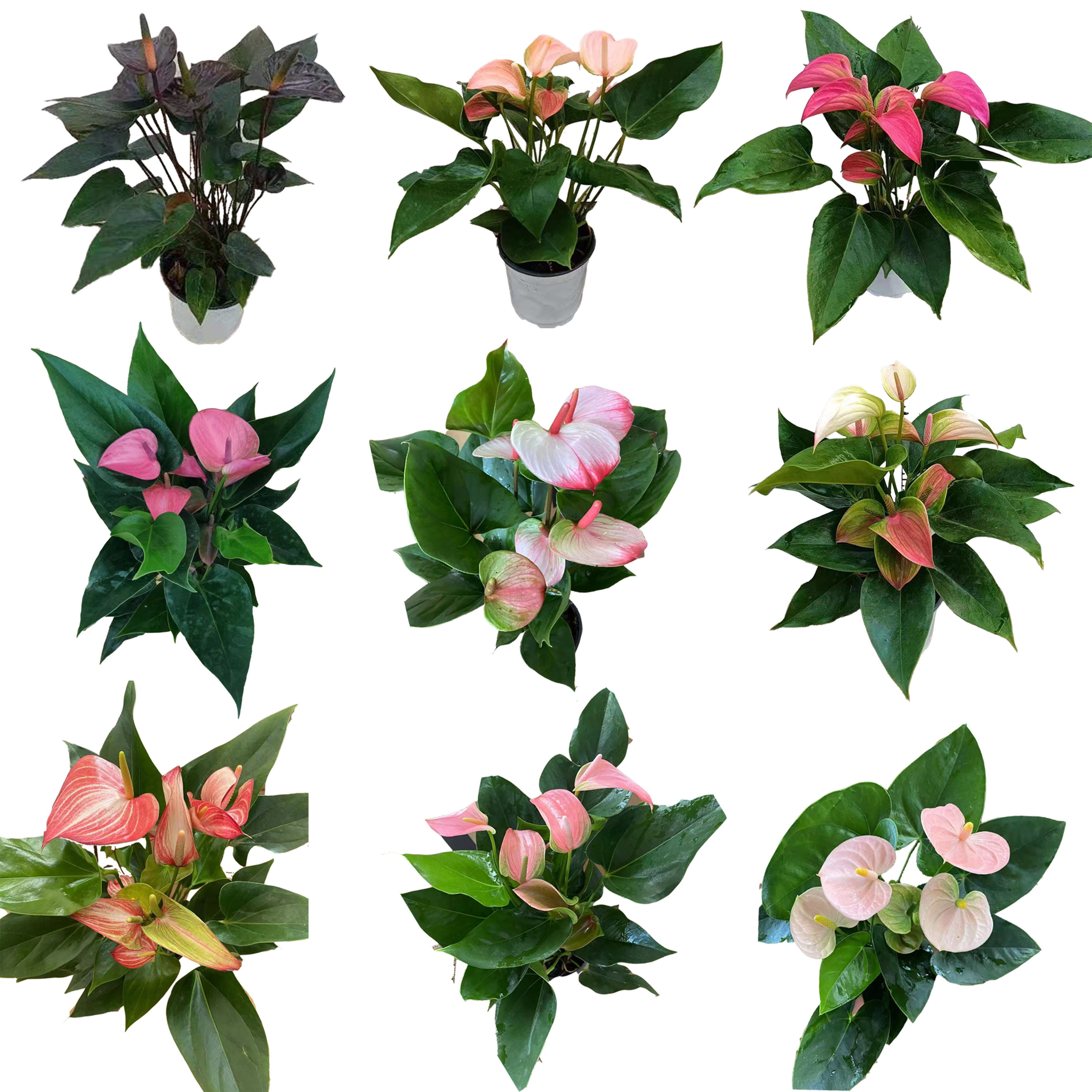 花烛（多品种）