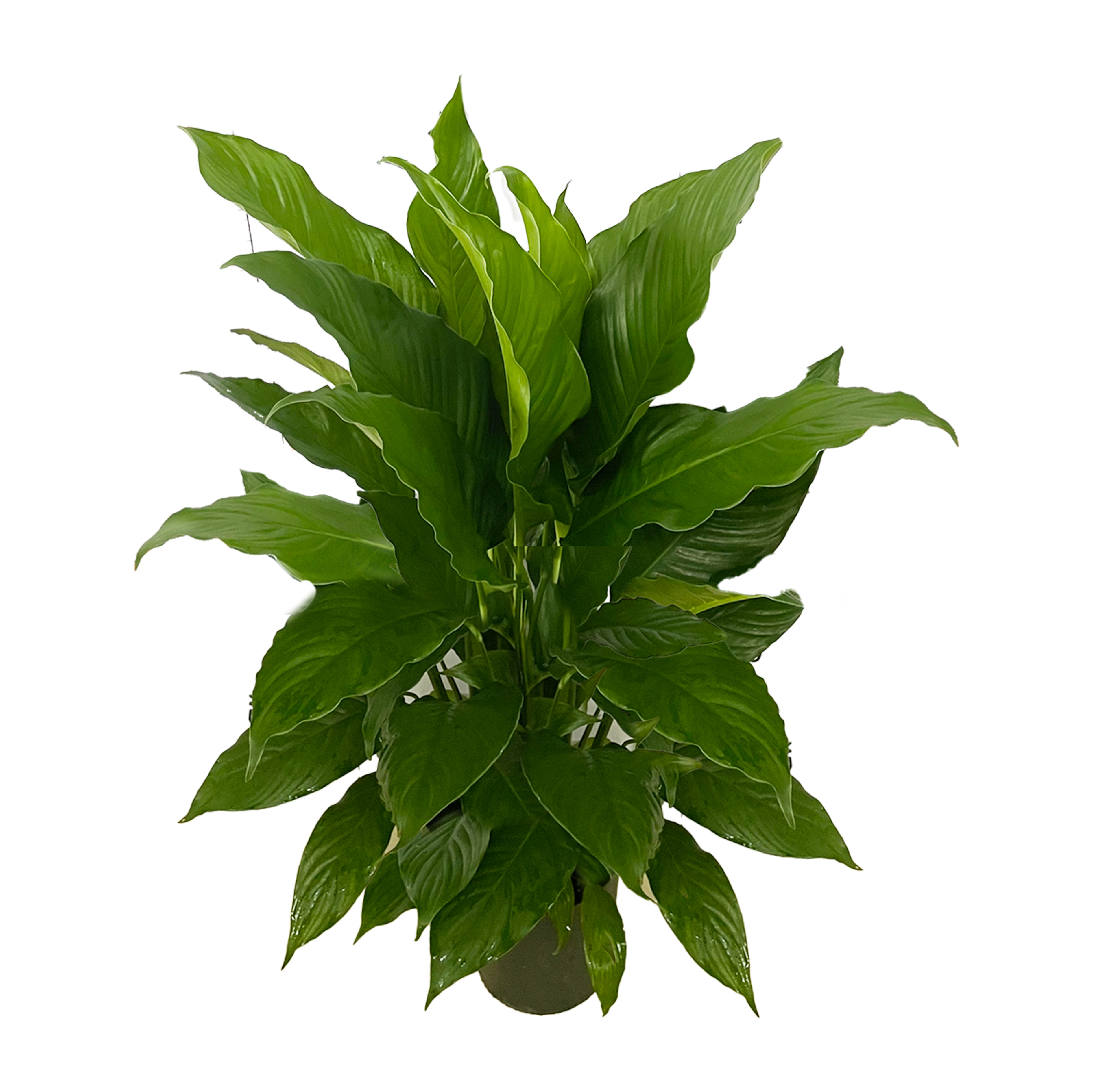 白掌（香妃）